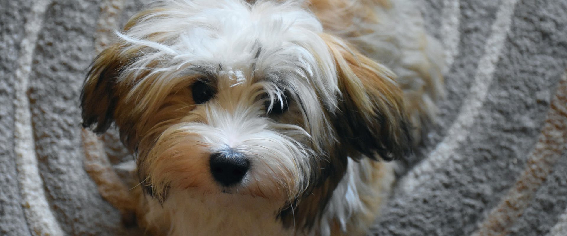 Havanese hot sale separation anxiety